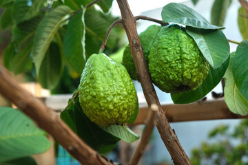 Ripe guava on the tree branch with green leaves