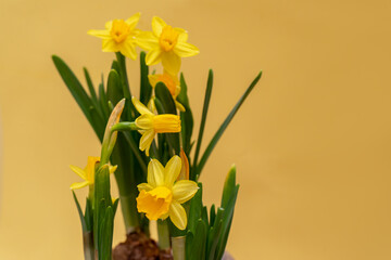 Spring blossoming daffodils , springtime blooming narcissus ,jonquill,flowers, selective focus