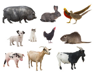 farm animals isolated on white background