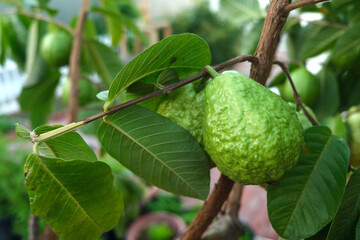 Ripe guava on the tree branch with green leaves