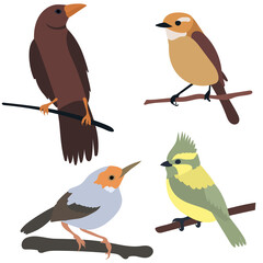 birds on a branch flat design, isolated, vector