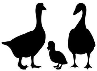 geese and gosling black silhouette isolated vector