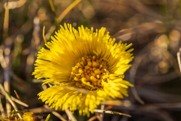 Macro view of yellow dandelion flower blooming in early spring. Beautiful nature backgrounds.