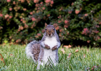 Squirrel on the grass at Washington DC