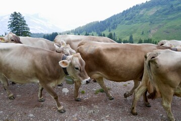 Cows in the Swiss Alps. Flumser Kleinberg, St. Gallen, Switzerland.