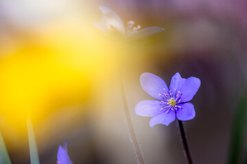 Frühling im Garten,Leberblümchen Hepatica nobilis