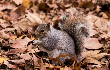 Squirrel eating a nut in the park 