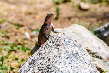 Mwanza flat-headed rock agama or the Spider-Man agama (Agama mwanzae) at Serengeti national park, Tanzania. Wildlife photo