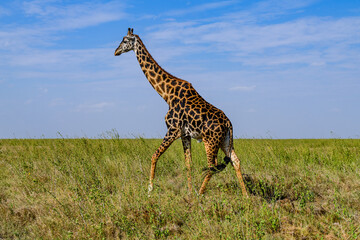 Giraffe (camelopardalis) at the Serengeti national park, Tanzania. Wildlife photo