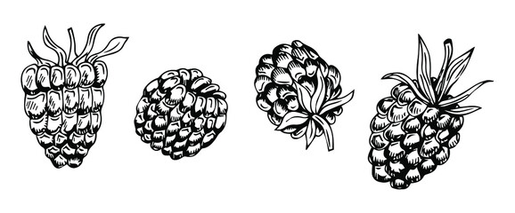 Blackberry hand drawn outline doodle icon. Vector sketch illustration of healthy berry - fresh raw blackberry for print, web, mobile and infographics isolated on white background.