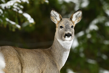 Roe deer portrait in the forest