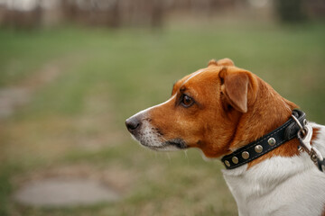 Naklejka na ściany i meble Jack russell terrier puppy outdoor.