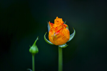 Closeup of an orange rosebud isolated on a black background - Powered by Adobe