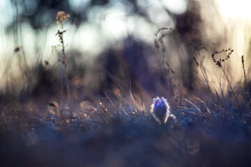 Pasque flowers on spring field. Photo Pulsatilla grandis with nice bokeh.