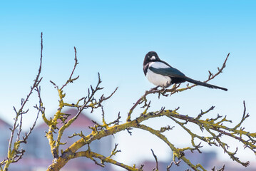 Pie perchée dans un arbre qui nous regarde