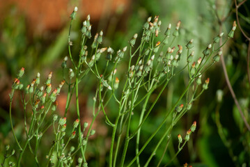 Green plants about to bloom