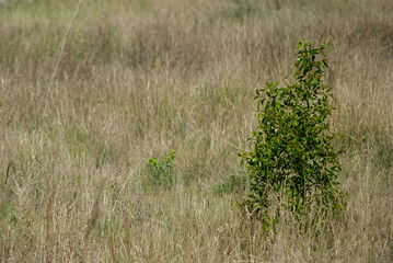 Green scrub in a dry land