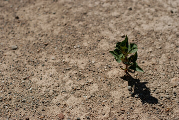 Small plant growing on dry soil