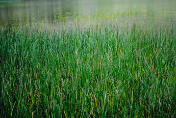 Tall grass on the river bank