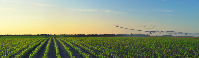Agricultural irrigation system watering corn field in summer