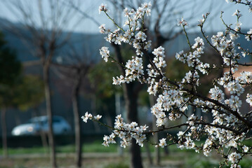 White flowers in a neighborhood
