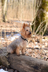 Yorkshire terrier dog in the park