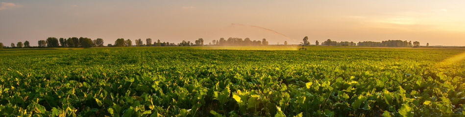 Agricultural irrigation system watering corn field in summer