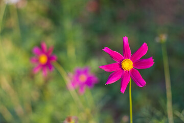 Fototapeta premium Pink flowers with bokeh in the garden, natural background. gardening hobby and floral natural background