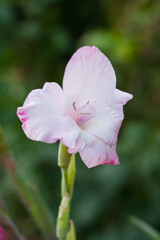 Pink gladiolus flowers in the garden - depth of field natural summer background, gardening hobby. Gladiole gladiolus flower in pink color in the garden, flowering plant