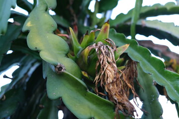 Rotten Dragon fruit flower about to turn into fruit.