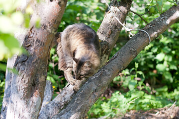 Curious cat with green eyes climbing on the tree in the garden exploring the wild nature outside home