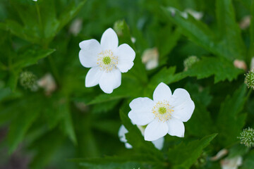 the Canada anemone white flowers closeup on green, natural garden background Nature zoomed in the Canada anemone white flowers closeup on green, natural garden background