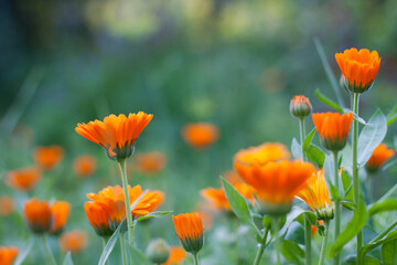 Orange Pot marigold growing and blooming in the garden background, colorful natural backgrounds