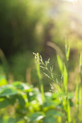 green grass and sunlight in the morning, feel good natural vertical background and backdrop, sunny green nature or garden