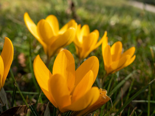 shot of a yellow snowdrop flower with a blurred background.