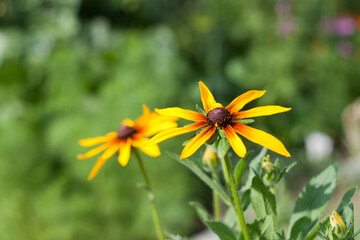 Rudbeckia hirta, commonly called black-eyed Susan yellow flowers in the garden natural background. yellow flowers Rudbeckia hirta, commonly called black-eyed Susan