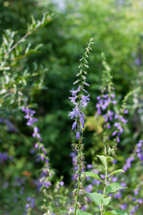 Purple bellflower in the garden with insect flying around, depth of field moment in nature. purple bellflower bokeh natural background in the garden