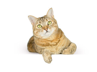 Portrait of a cat isolated on a white background