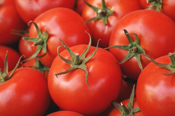Organic red tomatoes close up