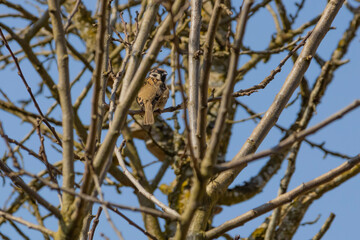 Ein Spatz sitzt im Baum