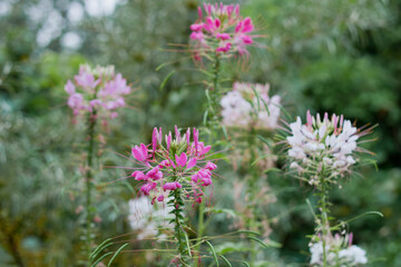 Pink purple Spider flowers in the garden natural background, selective focus and depth of field
. Spider flower pink purple flowers in the green garden background