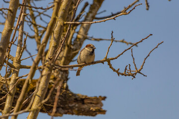 Ein Spatz sitzt im Baum
