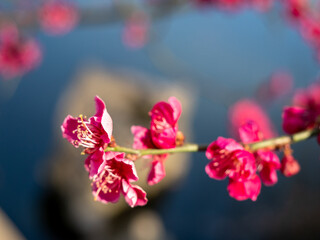 Fototapeta premium Macro of bright red spring flowering of Japanese quince or Japanese chaenomeles against a blurred garden background. Sunny day.