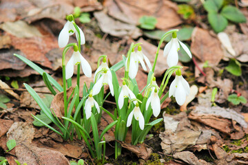First early spring flowers - snowdrops