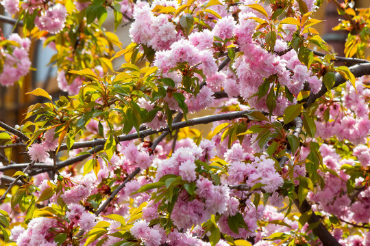 pink flowers of sakura. romantic japanese tree in spring season. beautiful floral nature background