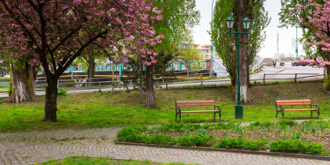 park in sakura blossom. wonderful scenery in spring. hanami season in ukraine