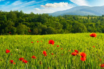 green field of blooming poppy on a sunny day. wonderful spring scenery in carpathian mountains. beautiful nature background with red flowers
