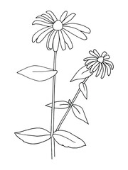 Stylized black and white plant. Vector graphics. Graphics for coloring. Rudkeria plant.