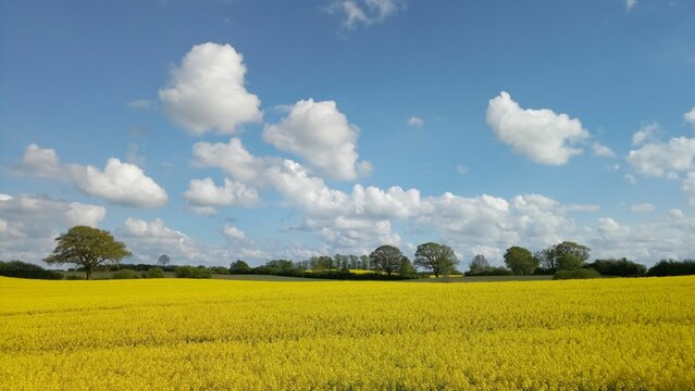Rapsfelder bei S&ouml;rup (Mittelangeln)