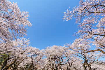 囲む桜